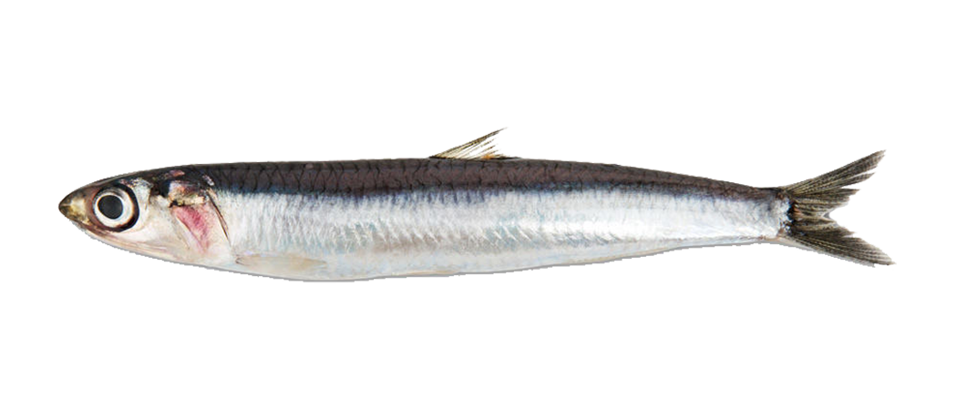 picture of a northern anchovy