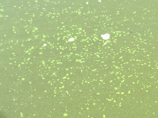 water with flakes of microcystis floating in it