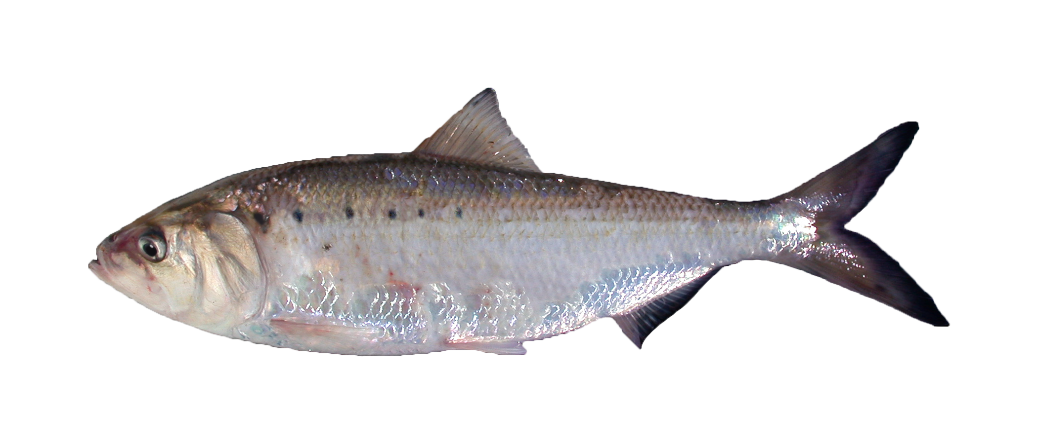 picture of an American Shad