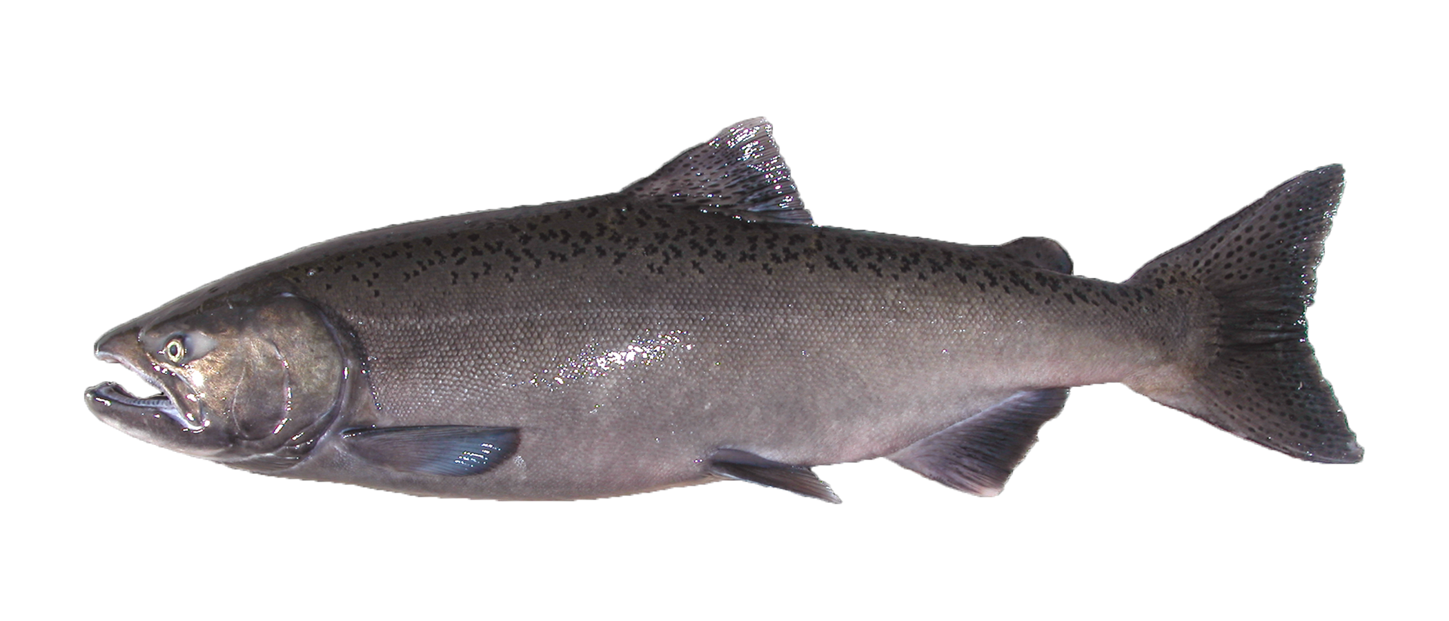 picture of an adult Chinook Salmon