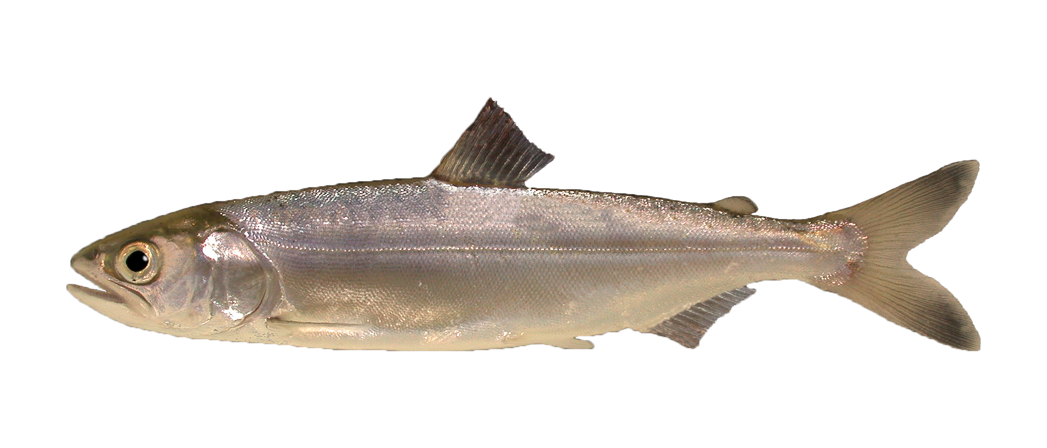 picture of a juvenile salmon