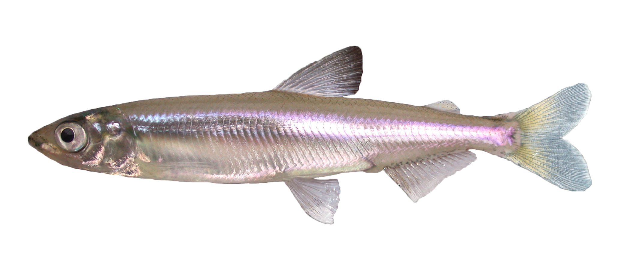 picture of delta smelt