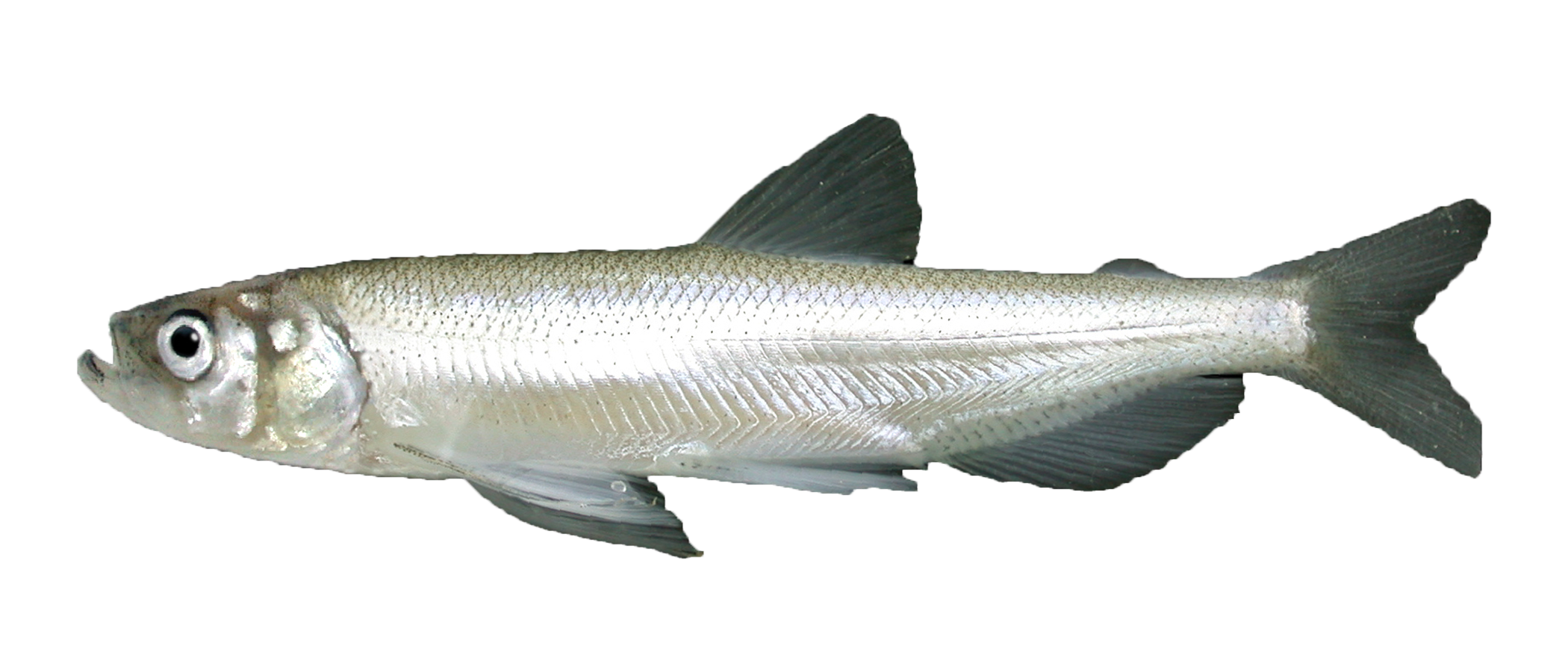 picture of a Longfin Smelt